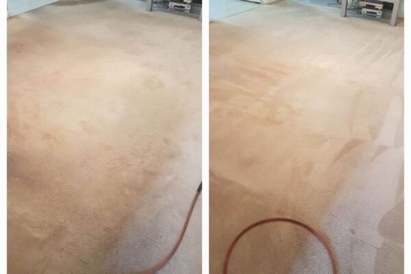Carpet Steam Cleaning by Adam Steam Cleaning