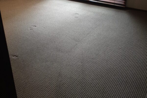 Carpet Cleaning By Adam Steam Cleaning